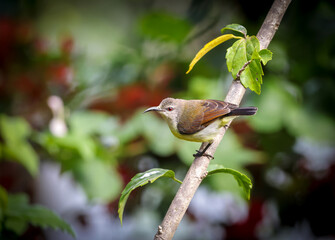 Female purple-rumped sunbird perched on a small tree branch.purple-rumped sunbird (Leptocoma zeylonica) is a sunbird endemic to the Indian Subcontinent. 