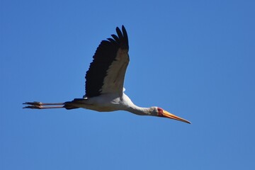 Fliegender Nimmersatt (Mycteria ibis) im Flug in Namibia.