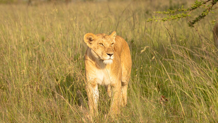 Lioness ( Panthera Leo Leo) searching for prey in the golden hour of dawn, Olare Motorogi Conservancy, Kenya.
