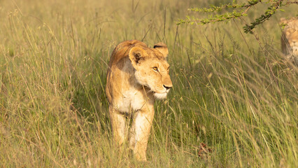 Lioness ( Panthera Leo Leo) walking in the golden hour of dawn, Olare Motorogi Conservancy, Kenya.