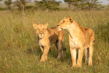 Lion pride ( Panthera Leo Leo) walking in the golden hour of dawn searching for prey , Olare Motorogi Conservancy, Kenya.