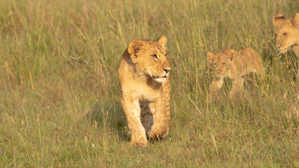 Lion cubs ( Panthera Leo Leo) following the pride in the golden hour of dawn , Olare Motorogi Conservancy, Kenya.