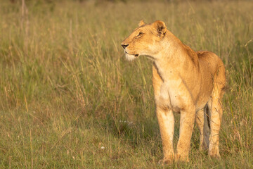 Fototapeta premium Lioness ( Panthera Leo Leo) searching for prey in the golden hour of dawn, Olare Motorogi Conservancy, Kenya.