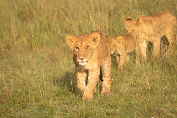 Naklejka premium Lion cubs ( Panthera Leo Leo) following the pride in the golden hour of dawn , Olare Motorogi Conservancy, Kenya.