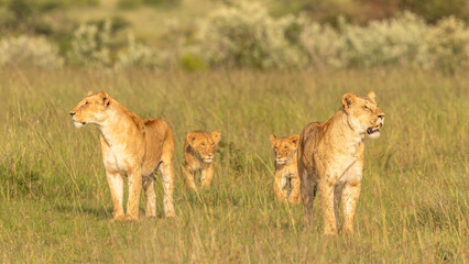 Lion pride ( Panthera Leo Leo) searching for prey in the golden hour of dawn searching for prey , Olare Motorogi Conservancy, Kenya.