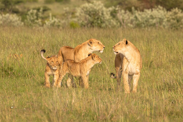 Lion pride ( Panthera Leo Leo) walking in the golden hour of dawn searching for prey , Olare Motorogi Conservancy, Kenya.
