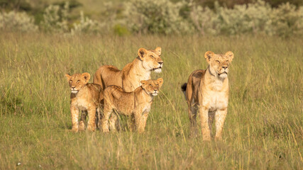 Lion pride ( Panthera Leo Leo) searching for prey in the golden hour of dawn searching for prey , Olare Motorogi Conservancy, Kenya.