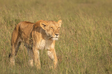 Lioness ( Panthera Leo Leo) searching for prey in the golden hour of dawn, Olare Motorogi Conservancy, Kenya.