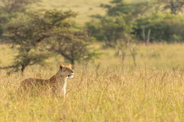 Lioness ( Panthera Leo Leo) searching for prey in the golden hour of dawn, Olare Motorogi Conservancy, Kenya.