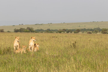 Lion pride ( Panthera Leo Leo) searching for prey in the golden hour of dawn, Olare Motorogi Conservancy, Kenya.