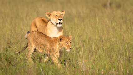 Lioness with cub ( Panthera Leo Leo) searching for prey in the golden hour of dawn, Olare Motorogi Conservancy, Kenya.