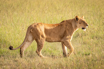 Lioness ( Panthera Leo Leo) searching for prey in the golden hour of dawn, Olare Motorogi Conservancy, Kenya.