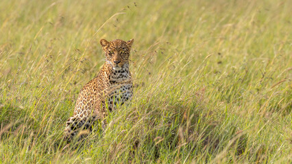 Female leopard ( Panthera Pardus) looking at the camera, Olare Motorogi Conservancy, Kenya.