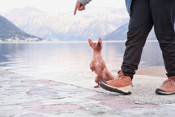A playful hairless dog stands on hind legs by the lake, anticipating a treat from a person