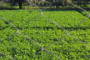 Modern iron net to protection of crop. Steel wire mesh fence in the garden