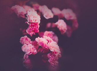 Photo of beautiful pink rose flowers in the garden in summer. The beauty of nature. Romance.