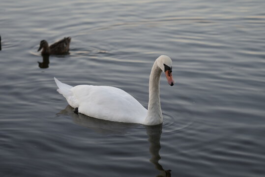 Close-up of mute swan swimming on lake