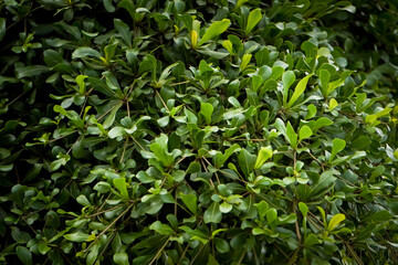 Terminalia mantaly. Green leaves texture from Madagascar almond trees with bokeh backgrounds. Shady atmosphere of trees. Empty blank copy text space. Concept for World Environment Day and Earth Day.