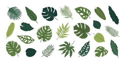 Hand-drawn tropical leaves on a white background. Botanical vector set - obrazy, fototapety, plakaty