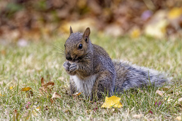 Naklejka na ściany i meble Eastern gray squirrel on a meadow, known as the grey squirrel. Eastern gray squirrel is native animal to eastern North America.