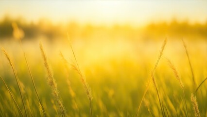 Obraz premium Grass in the forest at sunset. Abstract summer nature background
