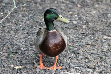 Male Mallard Duck