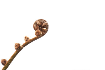 Norfolk tree fern leaf buds or smooth tree fern plants that lives in nature. Empty blank copy text space. Concept for World Environment Day and Earth Day. isolated on white backgrounds.