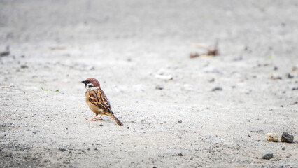Eurasian Tree Sparrow bird perched on the dirt ground during the day. Empty blank copy text space. Concept for World Animal Day.