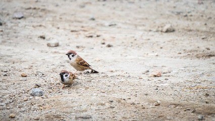 Eurasian Tree Sparrow bird perched on the dirt ground during the day. Empty blank copy text space. Concept for World Animal Day.