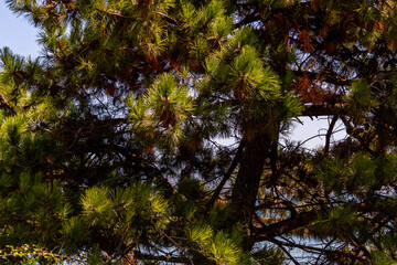 Flora cerca de la Costa de Galicia, España.
