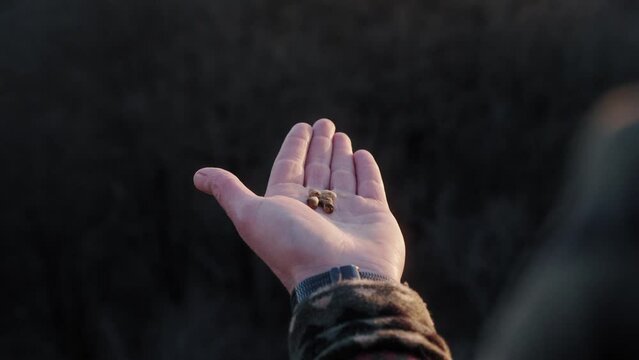 Microdosing truffles on a hand during a golden hour sunset