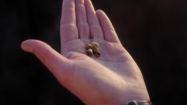 Microdosing truffles on a hand during a golden hour sunset, close up