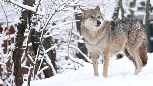 Wolf, Canis lupus, gray wolf in winter forest close slow motion portrait. High quality 4k footage super slow motion 120fps raw footage