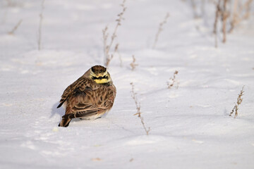 Winter scene of a Horned Lark bird standing in a snow covered agricultural field looking around