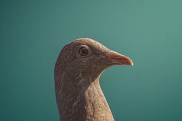 Pigeon portrait on gradient background