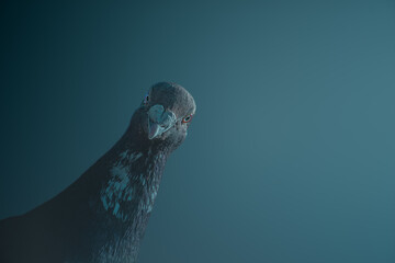 Pigeon portrait on gradient background