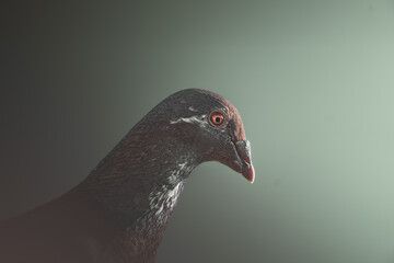 Pigeon portrait on gradient background