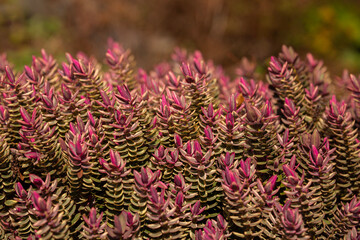 Beautiful, vibrant, colorful Silver Dollar Hebe plant, a multi-stemmed evergreen bush
