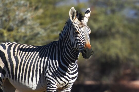 Steppenzebra (Equus Quagga) in Namibia.