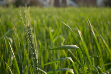 Juicy fresh ears of young green wheat on the nature in spring summer field. ripening ears of wheat field. Green Wheat field blowing in the rural Indian fields. Unripe wheat crop in India