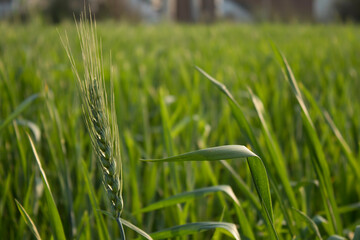 Juicy fresh ears of young green wheat on the nature in spring summer field. ripening ears of wheat...