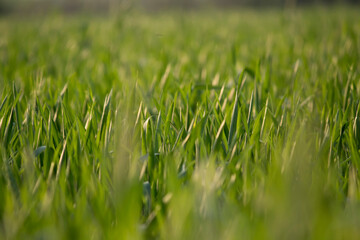 Juicy fresh ears of young green wheat on the nature in spring summer field. ripening ears of wheat field. Green Wheat field blowing in the rural Indian fields. Unripe wheat crop in India
