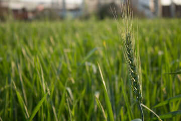 Juicy fresh ears of young green wheat on the nature in spring summer field. ripening ears of wheat field. Green Wheat field blowing in the rural Indian fields. Unripe wheat crop in India