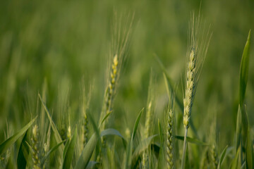 Juicy fresh ears of young green wheat on the nature in spring summer field. ripening ears of wheat field. Green Wheat field blowing in the rural Indian fields. Unripe wheat crop in India