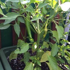 fresh vegetables on a vine