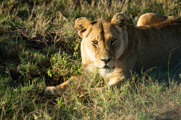 lion in the grass
