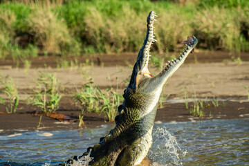 crocodile in the water