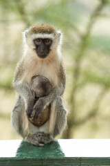 Naklejka premium a long macaque