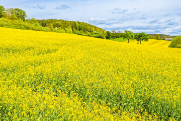 field of yellow flowers