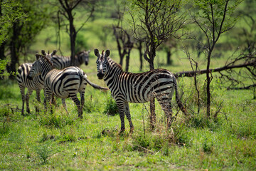 zebras in continent